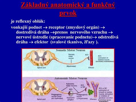 Schéma reflexného oblúka zobrazujúca cestu nervového impulzu