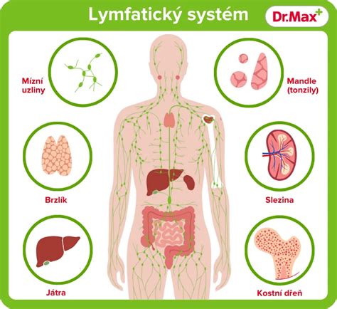 schéma ľudského lymfatického systému