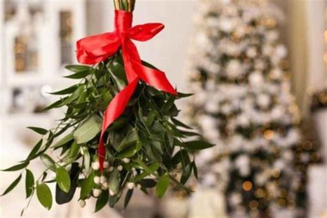 Vianočné čečiny a imelo ako dekorácia