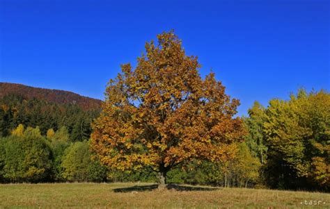 ilustračné foto: jesenná príroda, listy, škola