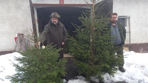 infografika o pôvode vianočných stromčekov z Lesov SR a ich prínose pre zdravie lesa