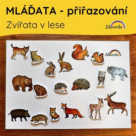 infografika znázorňujúca správne správanie v lese počas obdobia mláďat