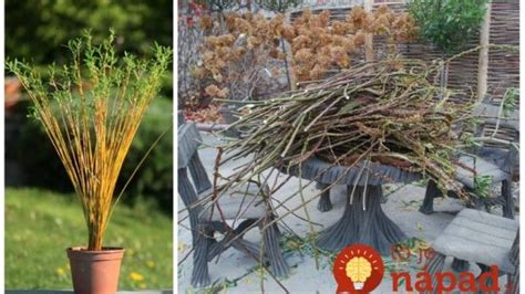 Výber prírodných materiálov: sušené kvety, šišky, obilné klasy a vŕbové prútie
