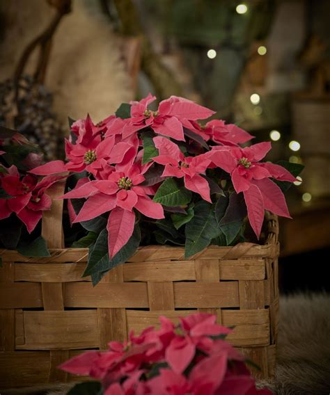Fotografia vianočnej ruže (Poinsettie) ako dekorácie