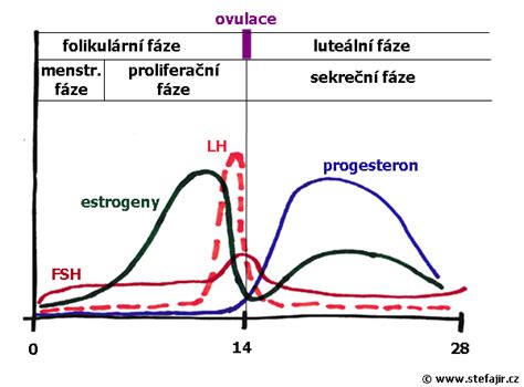 Diagram ženských hormónov a ich vplyv na ukladanie tuku
