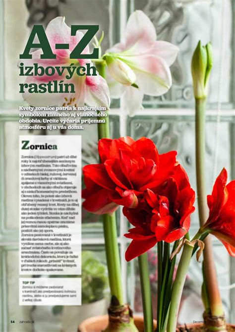 Tematické foto: Kvitnúca zornica ako vianočná dekorácia