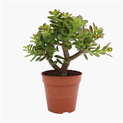 Fotografia tučnolistu vajcovitého (Crassula ovata) s detailom listov