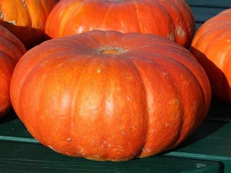 rôzne druhy tekvíc na trhu