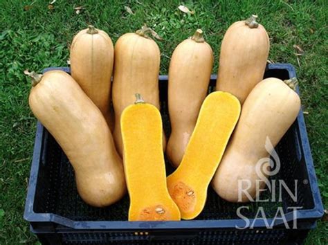 tekvica typu butternut