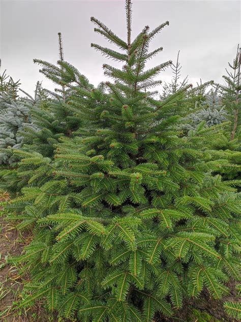 Fotografia skorého umelého vianočného stromčeka z peria alebo štetín