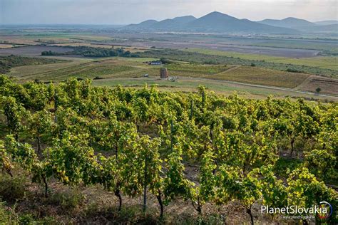 Panoramatický pohľad na tokajské vinohrady na Slovensku