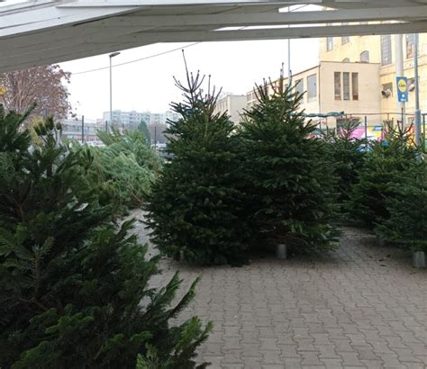 Fotografia novovysadených stromčekov na sídlisku Kýčerka s pamätnou tabuľkou
