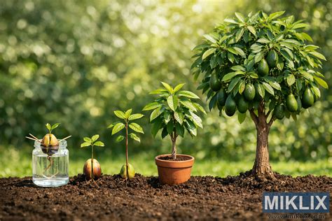 Schéma rastu avokáda od semena po rozkonárený stromček v kvetináči