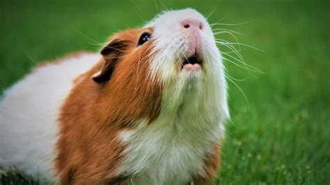 Informatívna schéma: morča domáce, anatómia správania a základné potreby