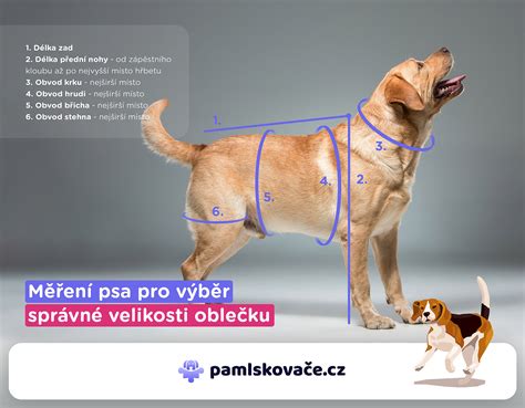 Výber upokojujúcich prípravkov pre psov