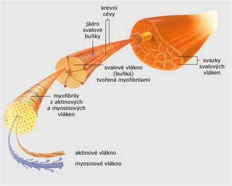 Detailná schéma svalového vlákna s myofibrilami