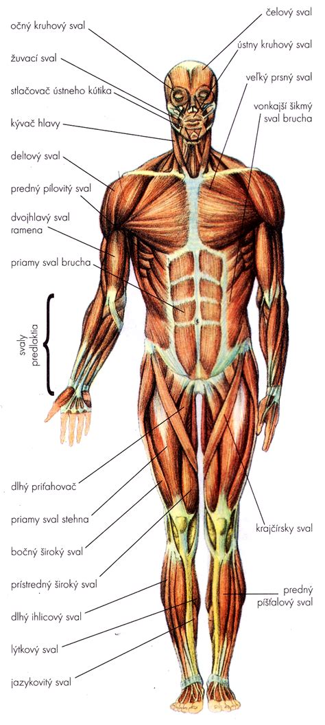 Komplexná anatomická schéma ľudského svalového systému