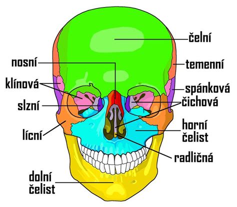 Žena s detailným make-upom sugar skull (cukrovej lebky) s farebnými ornamentmi