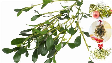 Zelený trs imela s bielymi bobuľkami ako vianočná dekorácia v interiéri