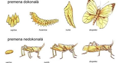 infografika znázorňujúca vývojové štádiá zodpovednosti u dospievajúcich a kľúčové medzníky v puberte