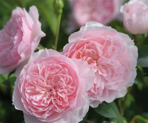 Anglické ruže Davida Austina v svadobnom aranžmáne