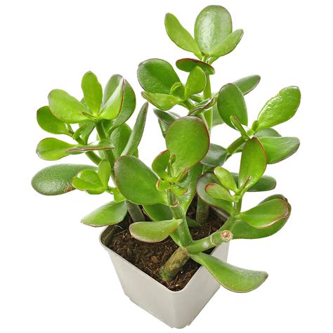 Fotografia zdravej, košatej rastliny tučnolistu (Crassula ovata) v štýlovom kvetináči