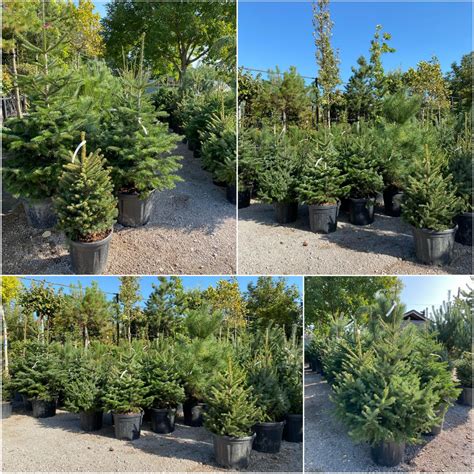 živý stromček v črepníku na terase, ozdobený