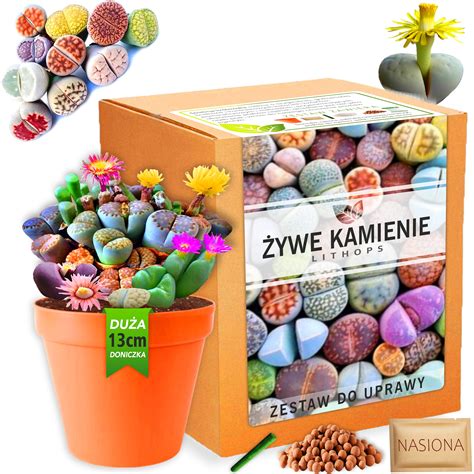 koláž symbolizujúca farby, rastliny a kamene spojené s menom Agáta