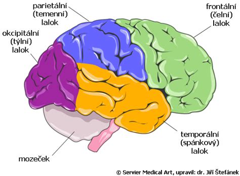 Vizualizácia oblastí mozgu aktivovaných počas vianočnej nálady (fMRI)
