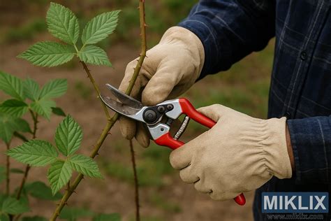 Fotografia: ruky strihajúce vetvičku ostrými nožnicami