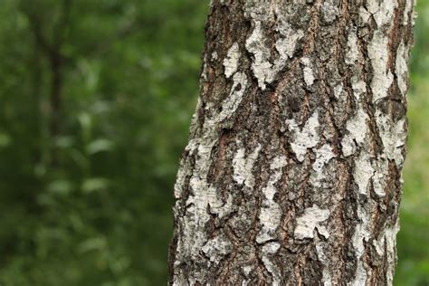 fotografia hotového vianočného kmeňa zdobeného ako kôra stromu