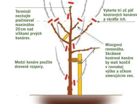 Schéma strihu mladého ovocného stromčeka po výsadbe na založenie koruny