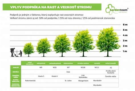 Infografika: Ideálne uhly konárov ovocných stromov pre optimálny rast a plodnosť
