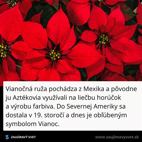 Vianočná hviezda ako symbol Vianoc