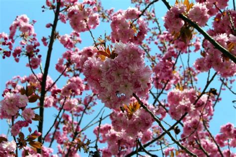 Ilustračná fotografia zachytávajúca príchod jari a prebúdzanie prírody v slovenskej krajine.