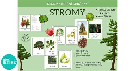 Inforgrafika zobrazujúca rozdiely v tvare listov a kôry najbežnejších listnatých stromov