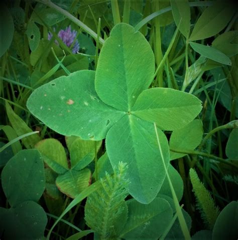 Zlatá farba ako symbol šťastia a prosperity