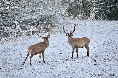 Fotografia šťastných novomanželov v zasneženej krajine