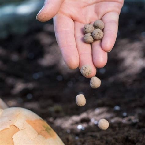 Schéma sadenia rastúceho papiera so semienkami