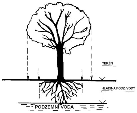 Schéma znázorňujúca prepojenie koreňov a koruny stromu s popismi duchovných a prírodných aspektov