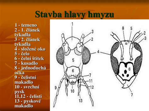 Ilustratívny obrázok detailov kostýmu cvrčka - tykadiel na čelenke a krídel z kartónu alebo látky.