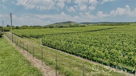 Fotografia typickej vinohradníckej pivnice (hajlochu) v Dolnej Nitre