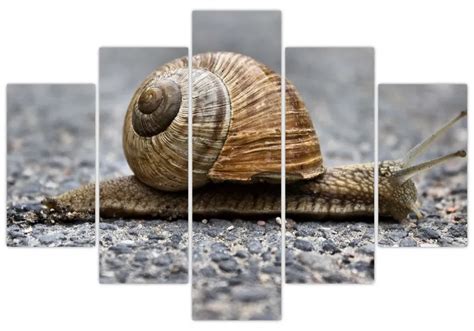 Ilustračná fotografia dreveného slimáka na ťahanie