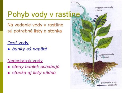 Schéma znázorňujúca anatómiu tučnolistu: mäsité listy na ukladanie vody, drevnatúca stonka a koreňový systém
