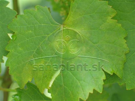 Tematické foto: Detailné fotografie rannej rosy na listoch.