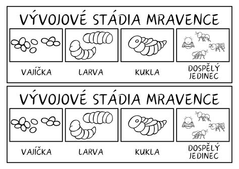Schéma: Vývojový cyklus kapra od plôdika až po vianočnú trhovú veľkosť