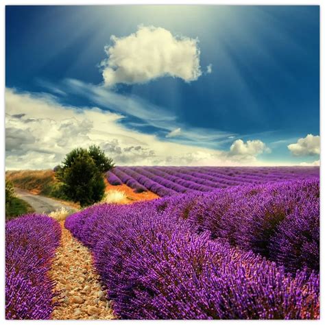 Tematické foto: Levanduľové polia v Provence