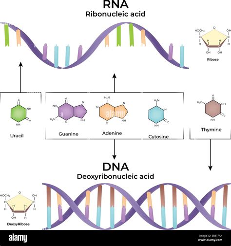 dokončenie servítkovaného dna