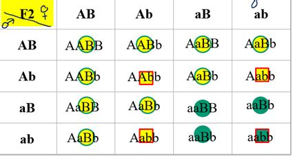ďalšie kríženie ruličiek