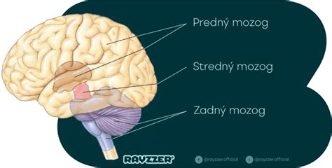 Infografika o vplyve svetelnej frekvencie na ľudský mozog a možné zdravotné dopady